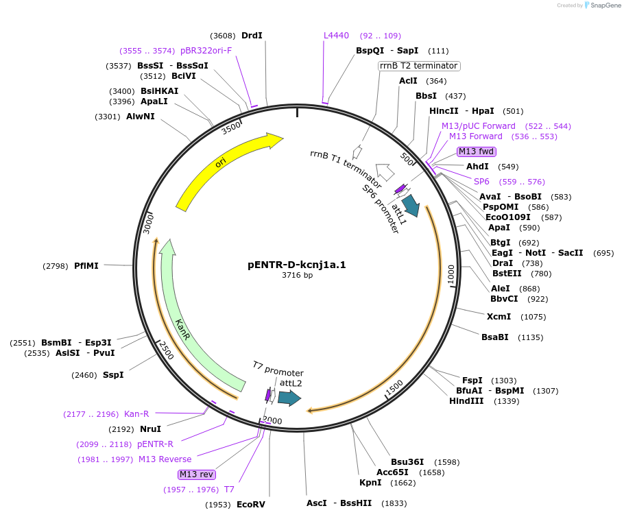 173125-plasmid-map-sequence-id-342840