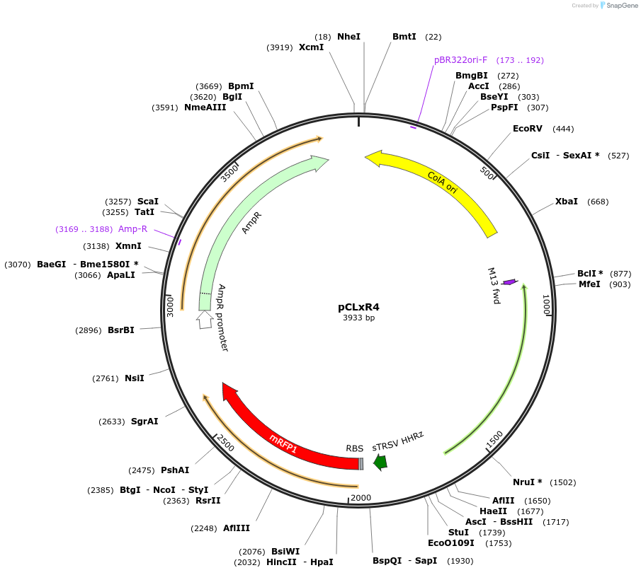 172543-plasmid-map-sequence-id-342845