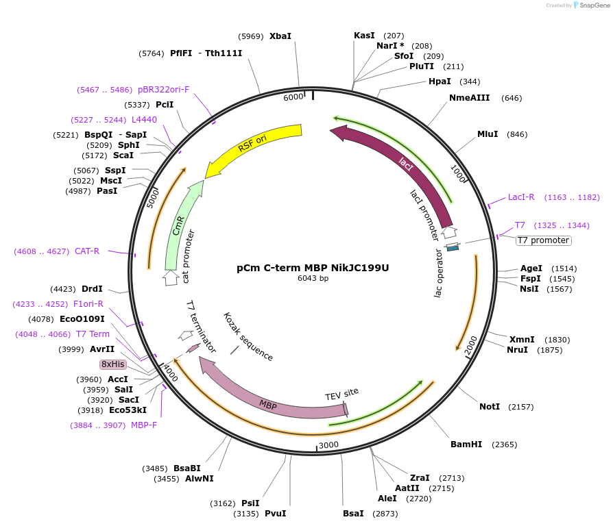 174365-plasmid-map-sequence-id-342848