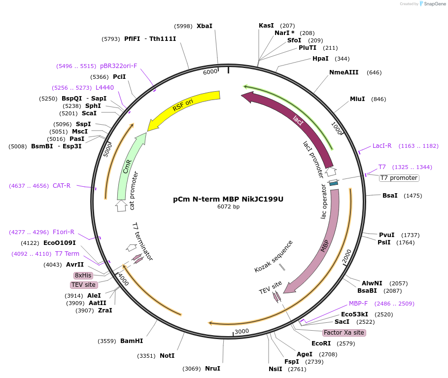 174364-plasmid-map-sequence-id-342851