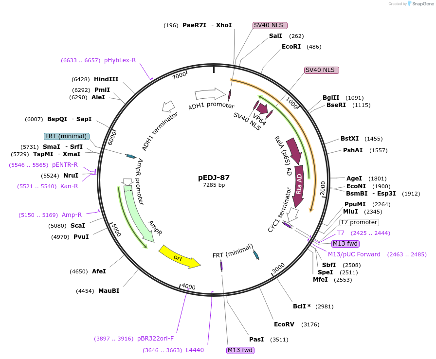 163085-plasmid-map-sequence-id-342853
