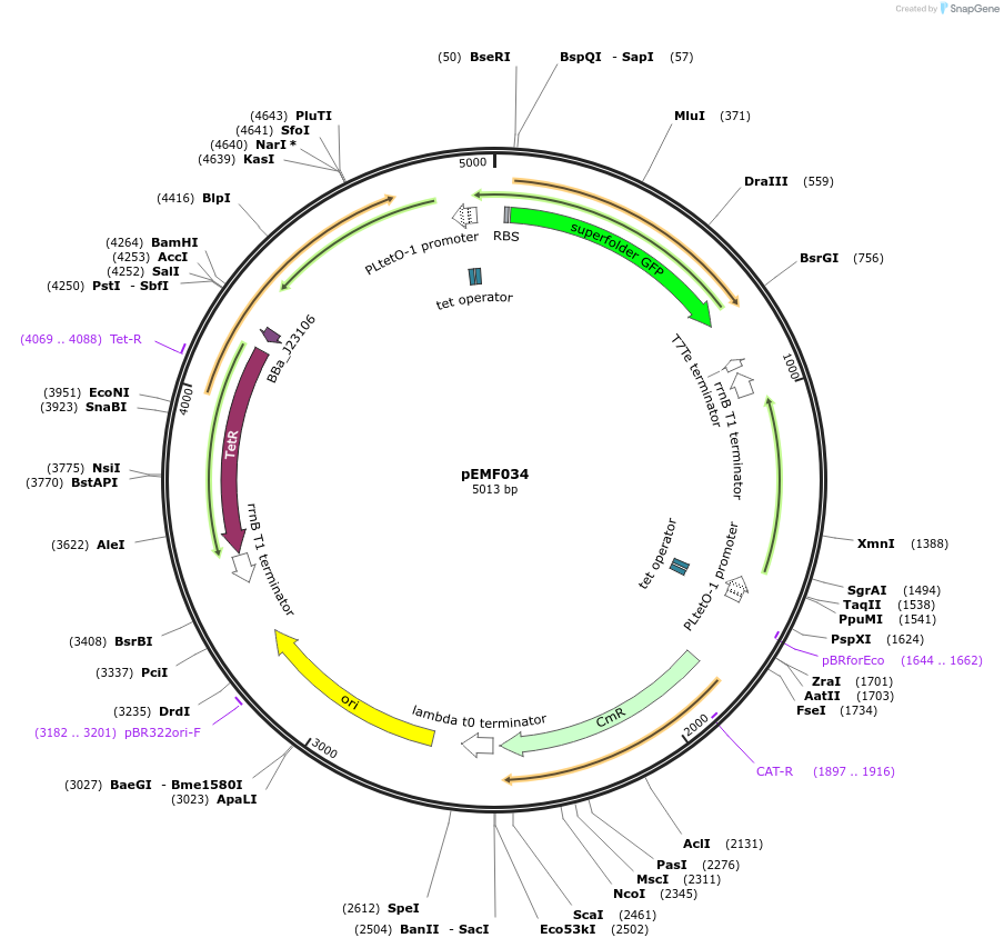 157631-plasmid-map-sequence-id-342860