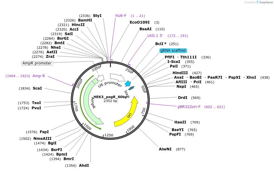 174857-plasmid-map-sequence-id-342865