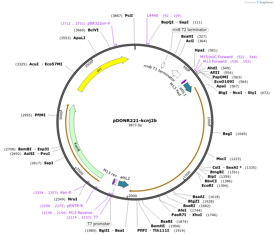 173128-plasmid-map-sequence-id-342866