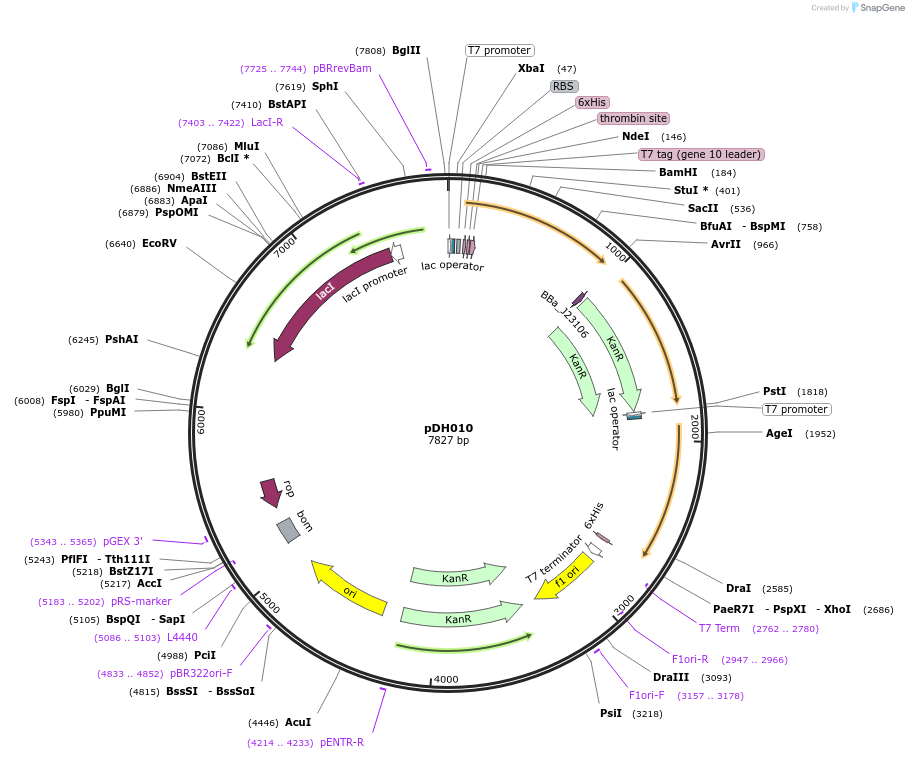 157645-plasmid-map-sequence-id-342868