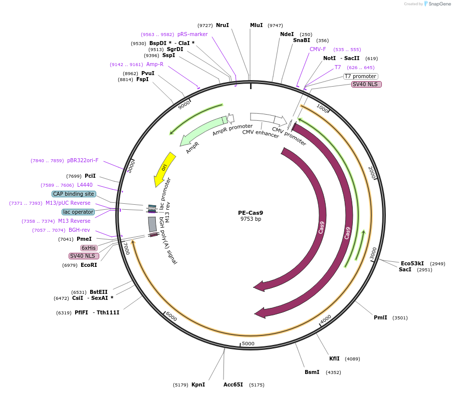 174851-plasmid-map-sequence-id-342880