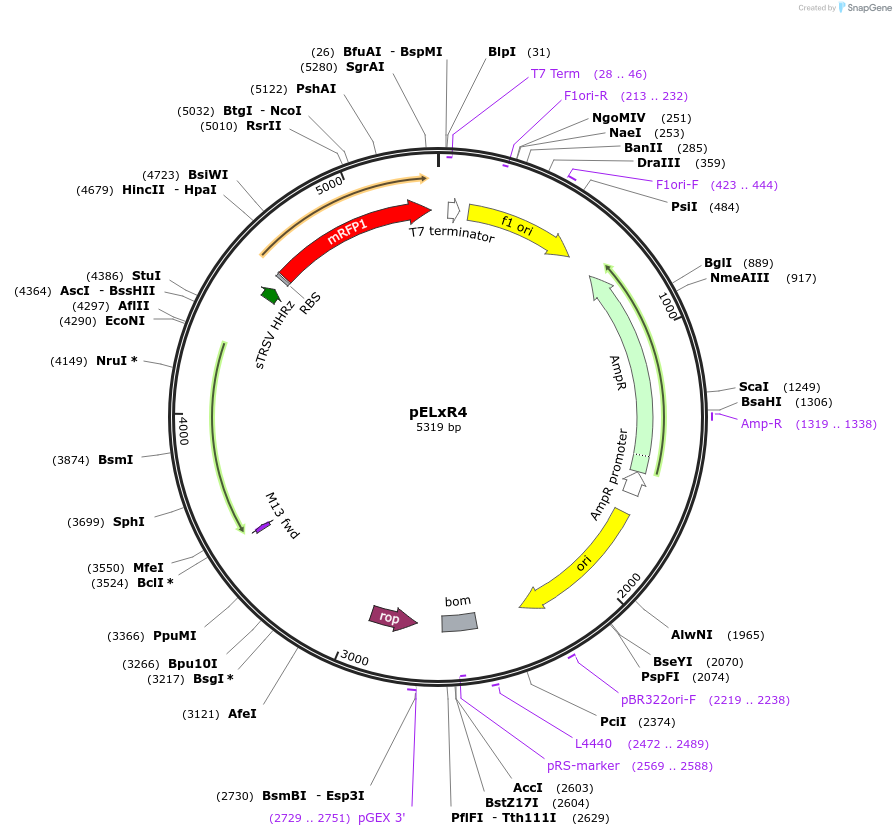 172547-plasmid-map-sequence-id-342881