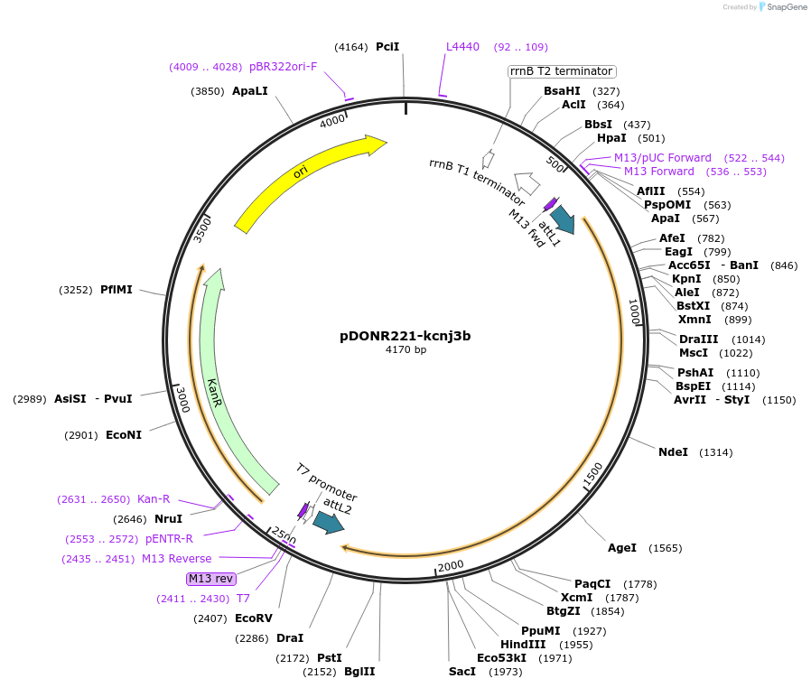 173130-plasmid-map-sequence-id-342883