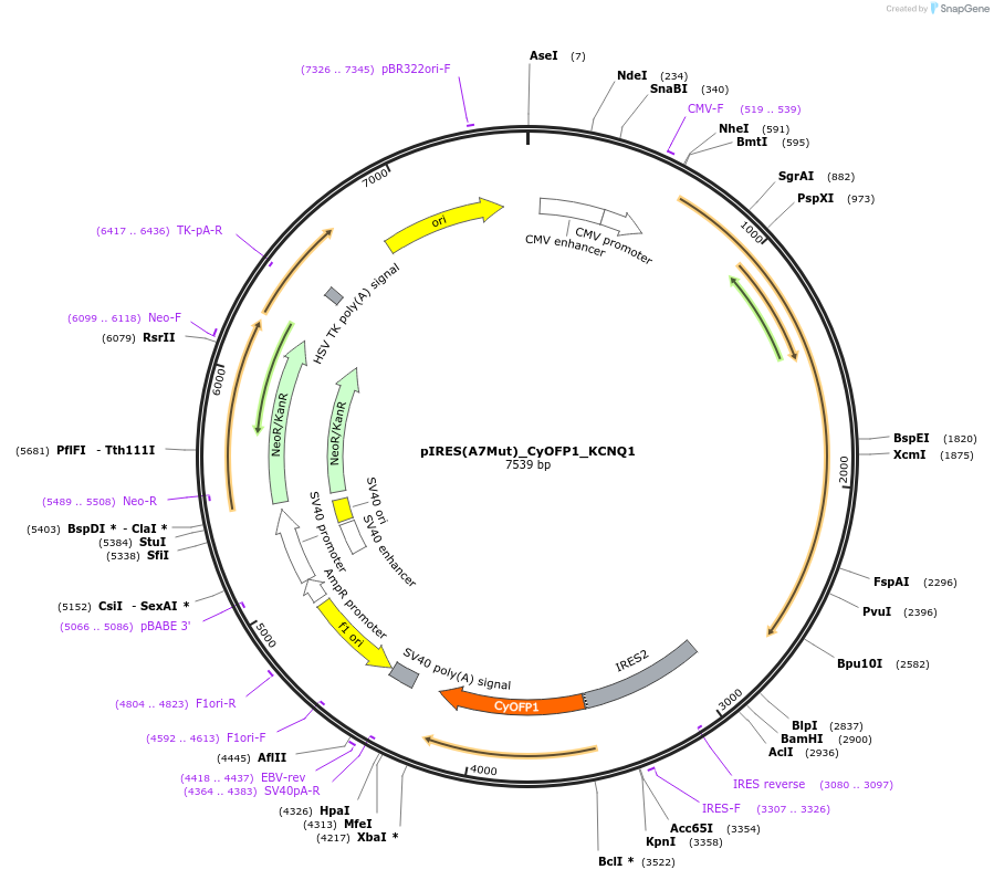 173162-plasmid-map-sequence-id-342914