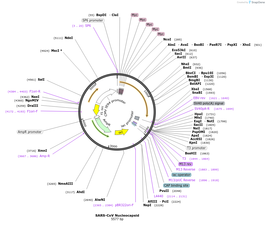 154269-plasmid-map-sequence-id-342917
