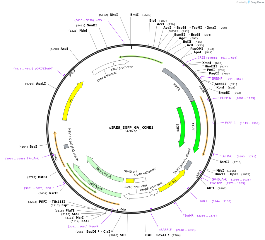 173160-plasmid-map-sequence-id-342918