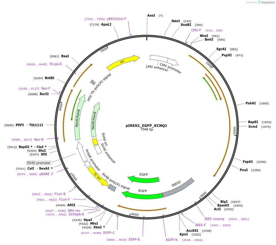 173161-plasmid-map-sequence-id-342919