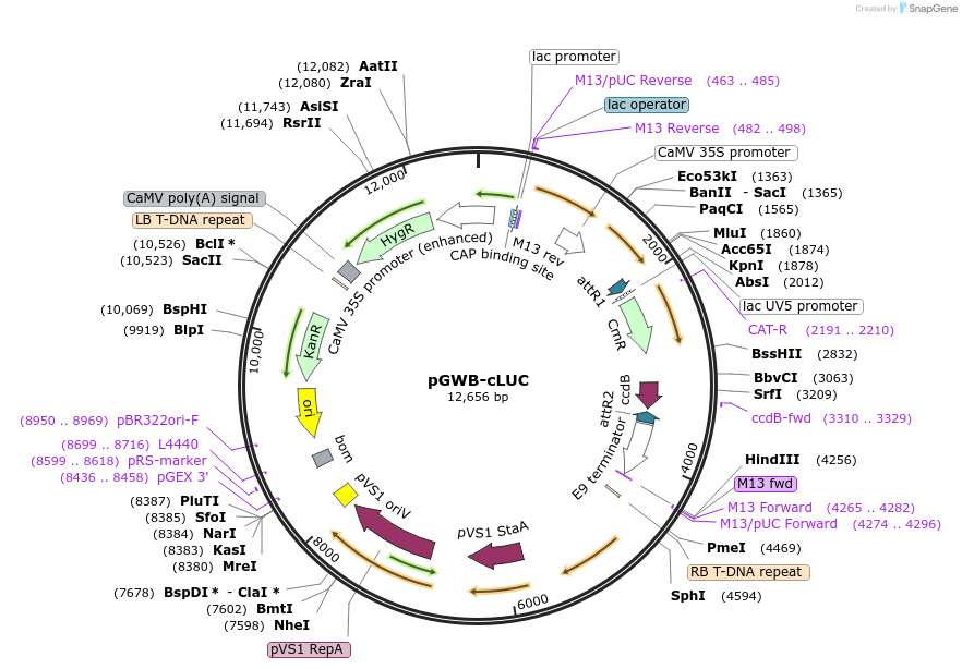 174051-plasmid-map-sequence-id-342923