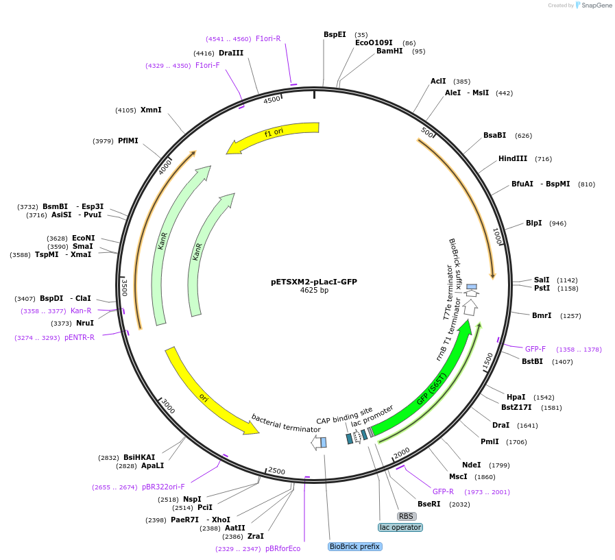 174617-plasmid-map-sequence-id-342924