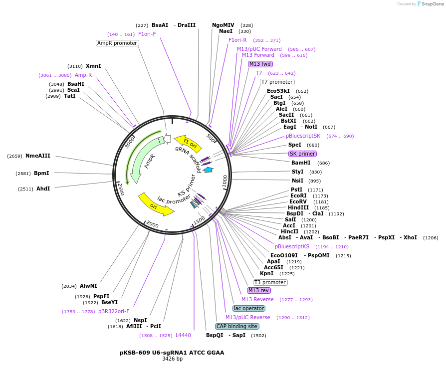 173671-plasmid-map-sequence-id-342925