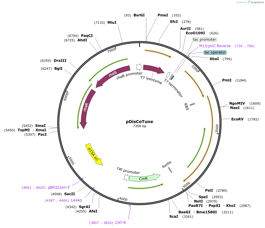 173713-plasmid-map-sequence-id-342928