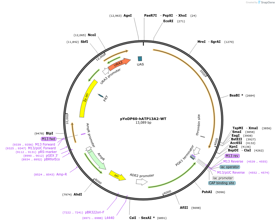 171377-plasmid-map-sequence-id-342929