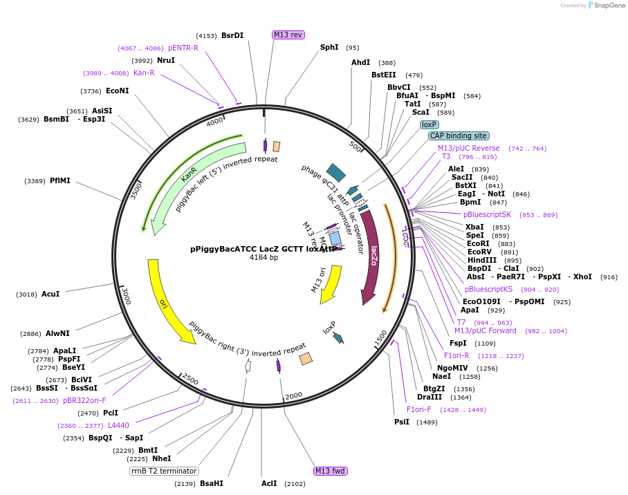 173496-plasmid-map-sequence-id-342935