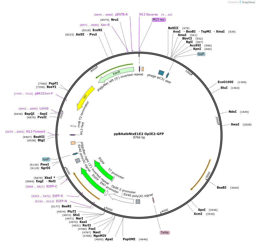 173505-plasmid-map-sequence-id-342936