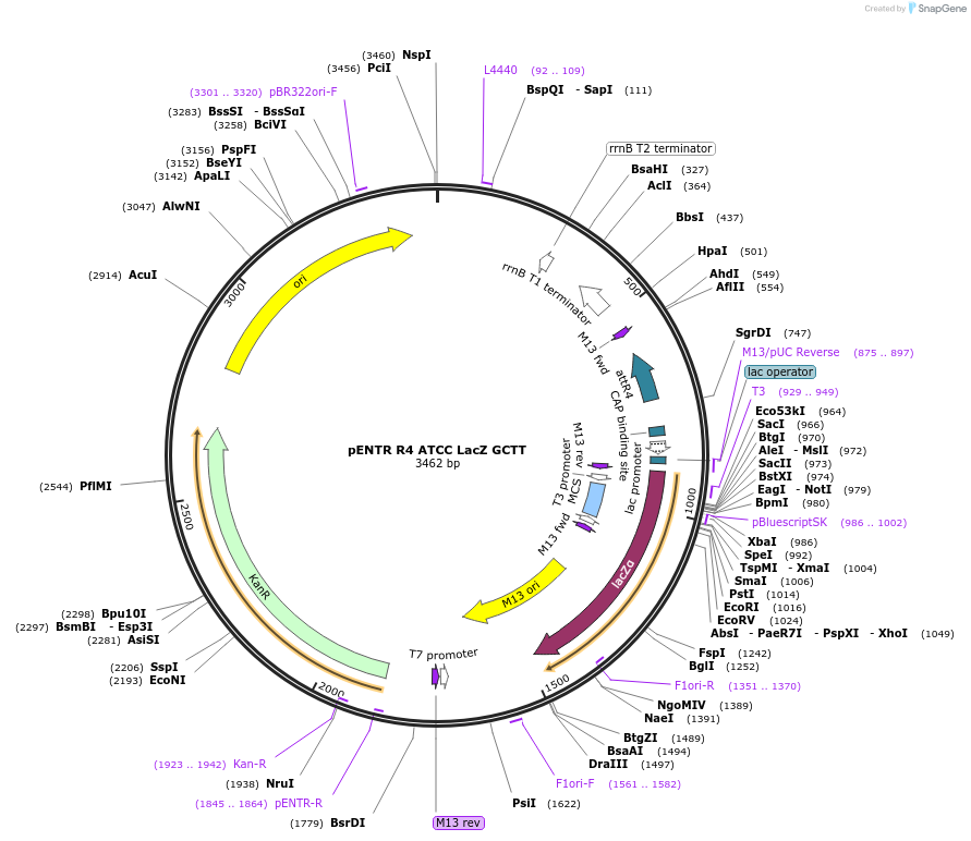 173668-plasmid-map-sequence-id-342954