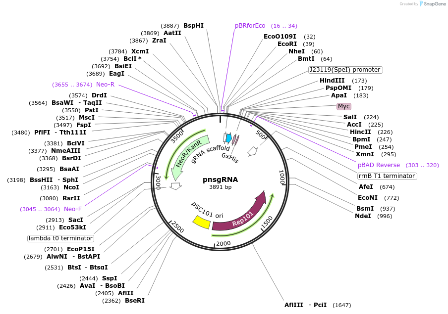 172717-plasmid-map-sequence-id-342967