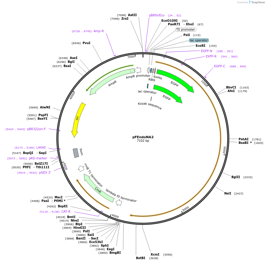 174667-plasmid-map-sequence-id-343065