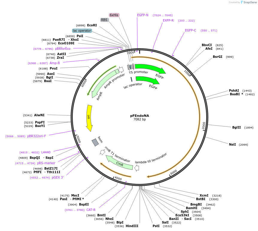 174724-plasmid-map-sequence-id-343066