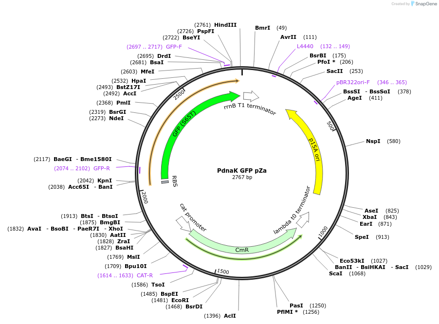 170073-plasmid-map-sequence-id-343074