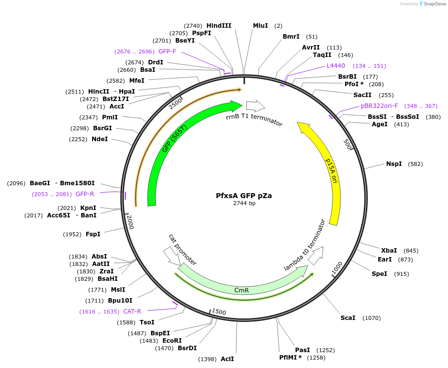 170075-plasmid-map-sequence-id-343076