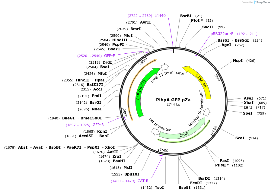170076-plasmid-map-sequence-id-343078