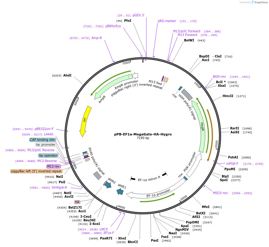 175268-plasmid-map-sequence-id-343093
