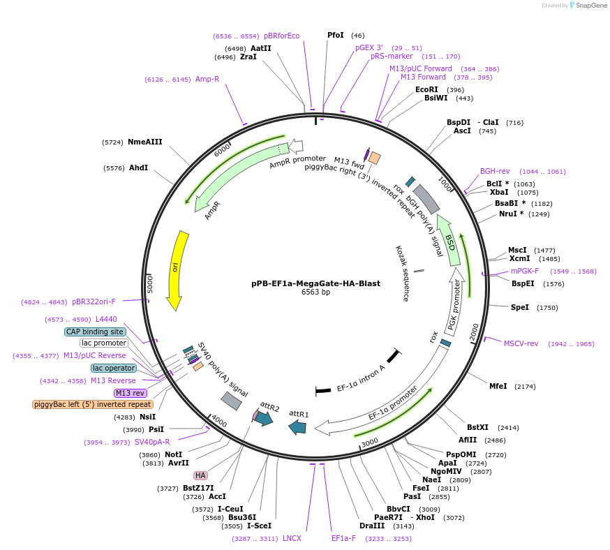 175270-plasmid-map-sequence-id-343094