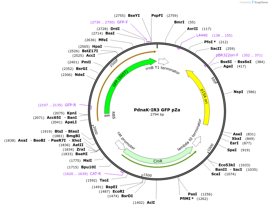 170084-plasmid-map-sequence-id-343125