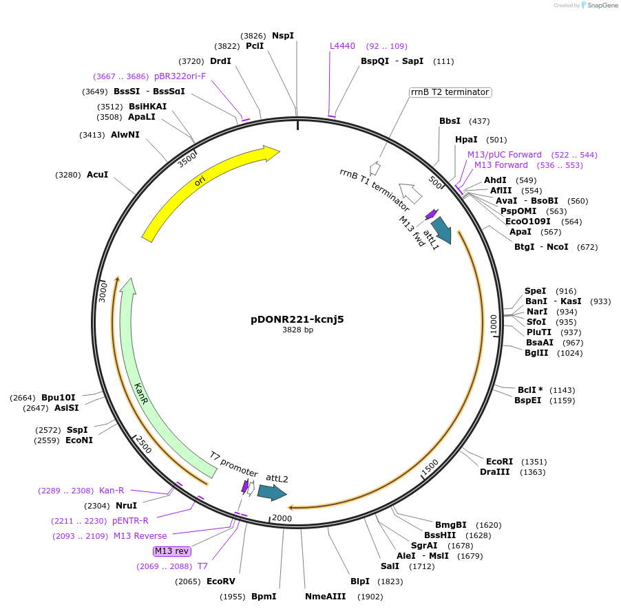 173132-plasmid-map-sequence-id-343129