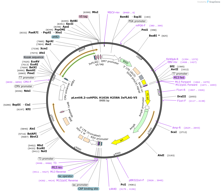 174131-plasmid-map-sequence-id-343136