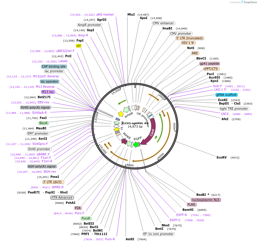 174166-plasmid-map-sequence-id-343137