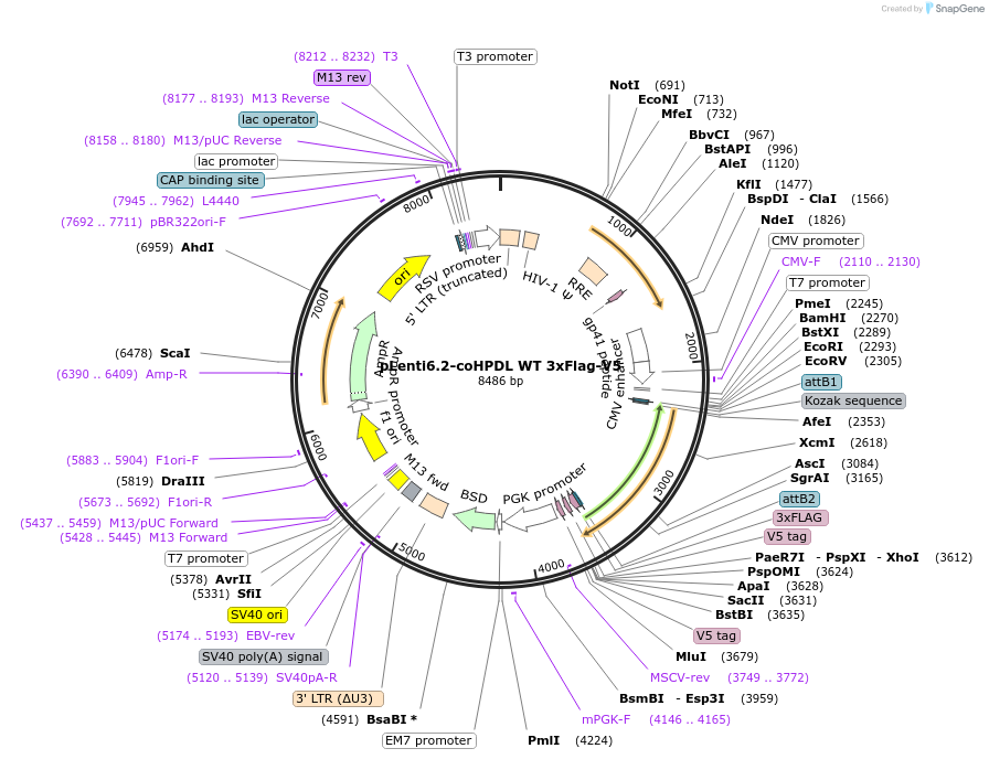 174129-plasmid-map-sequence-id-343138