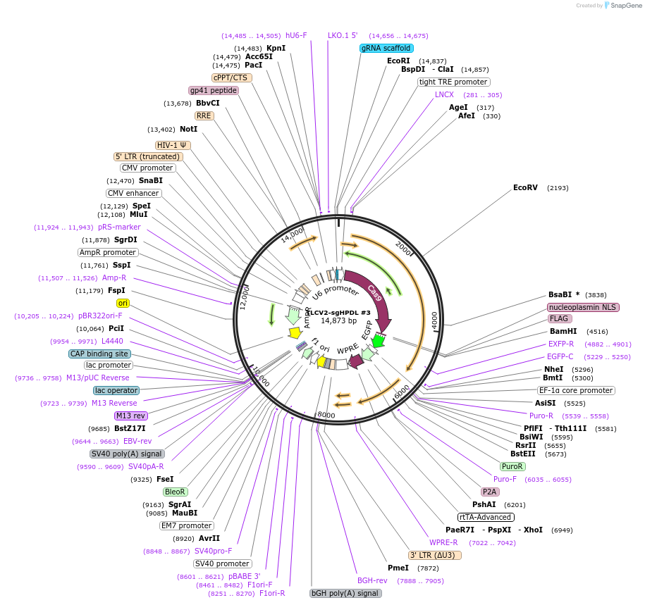 174165-plasmid-map-sequence-id-343139