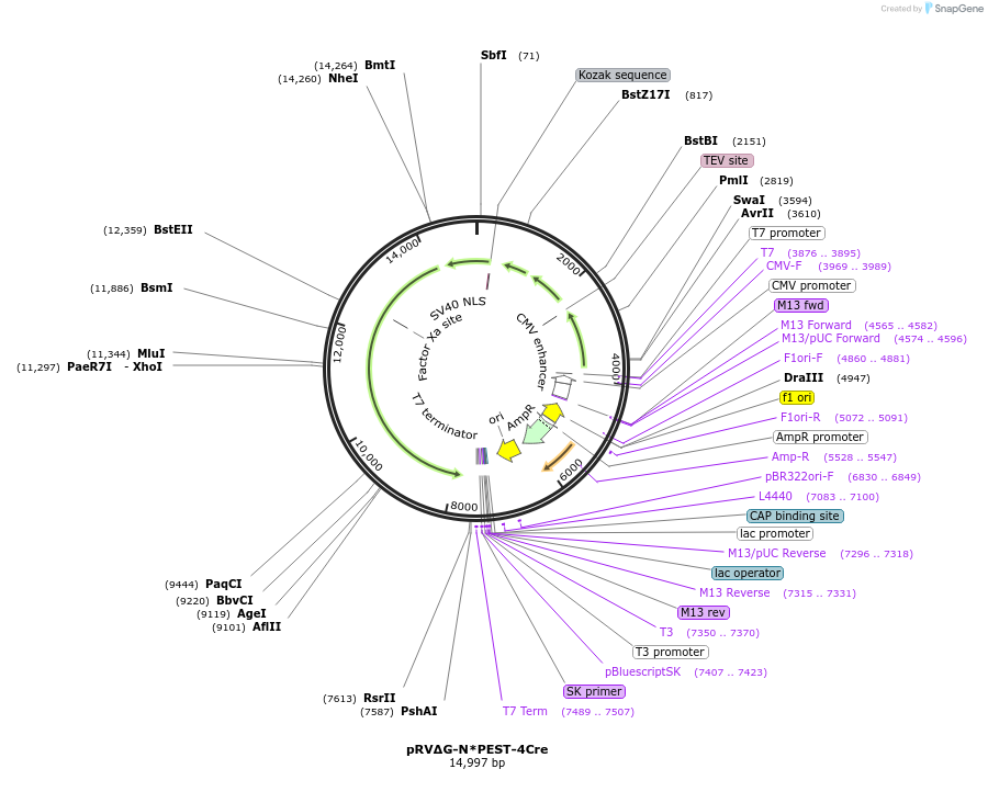 174381-plasmid-map-sequence-id-343144