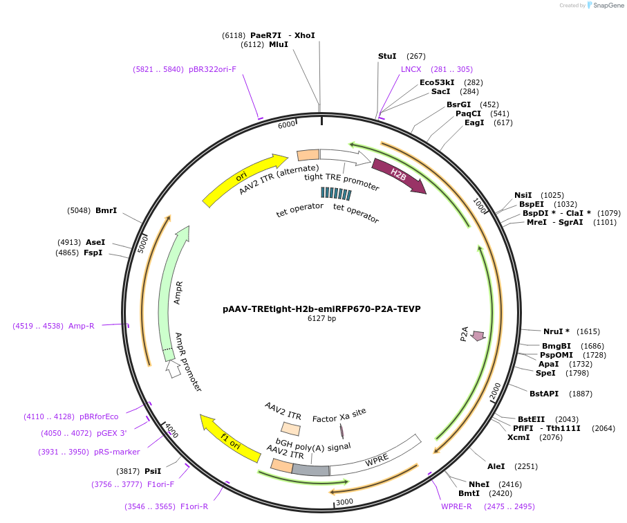 174379-plasmid-map-sequence-id-343147