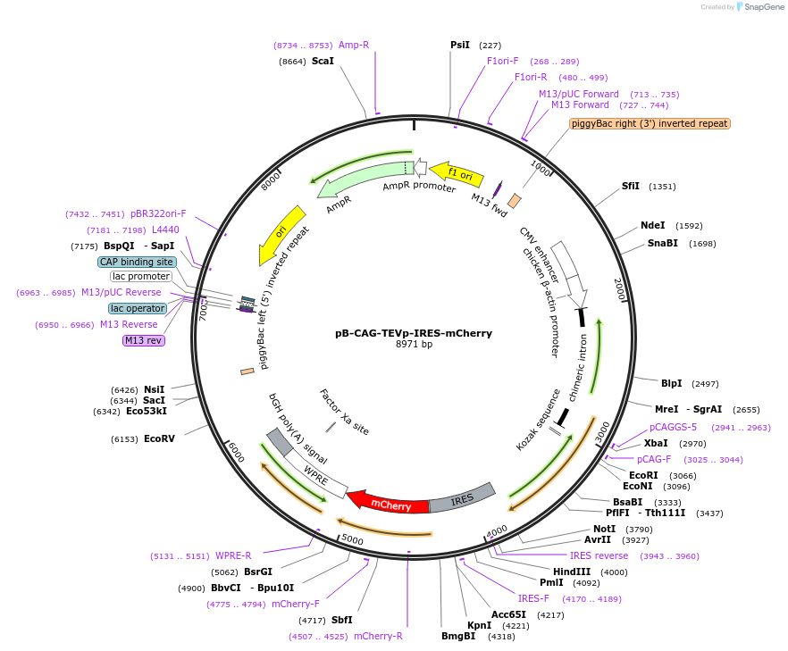 174377-plasmid-map-sequence-id-343151