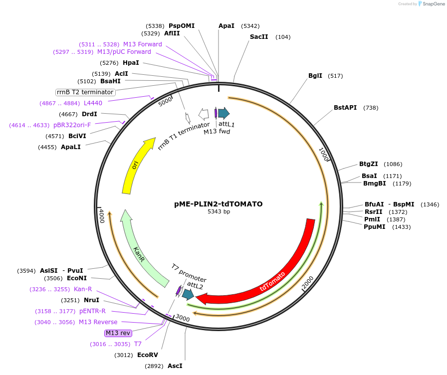 172533-plasmid-map-sequence-id-343156