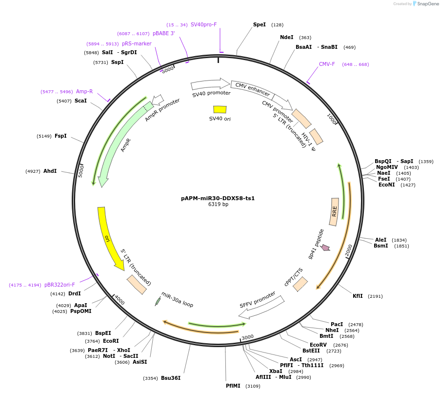 174241-plasmid-map-sequence-id-343172