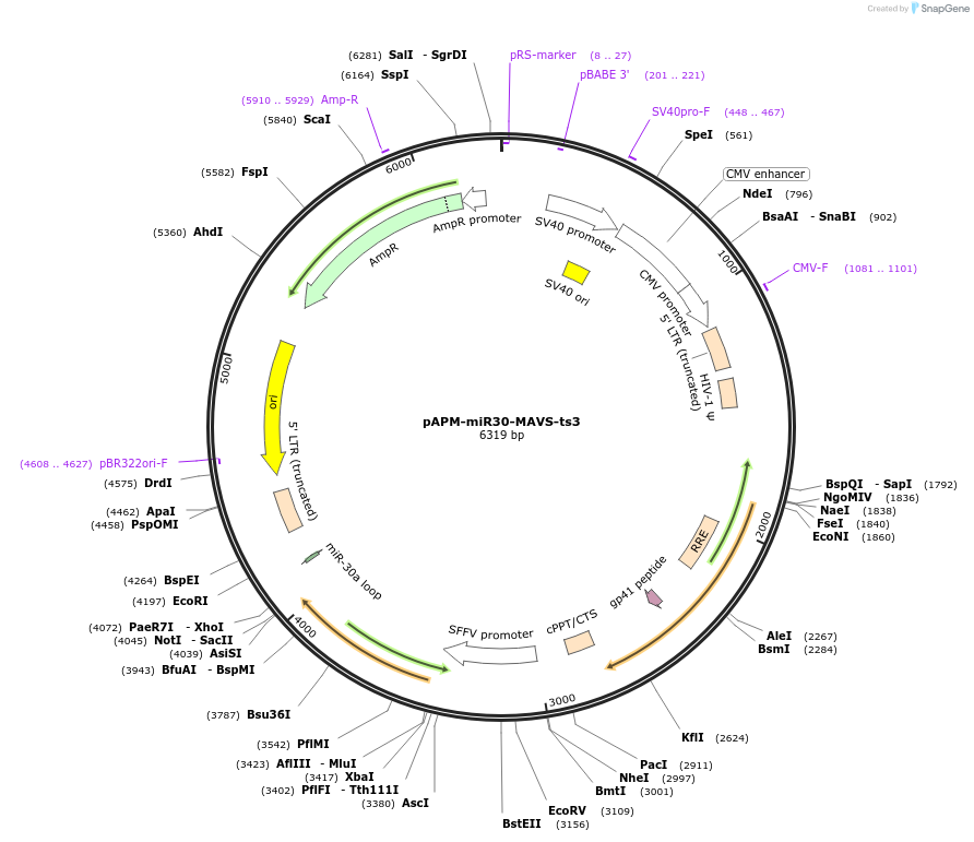 174276-plasmid-map-sequence-id-343177