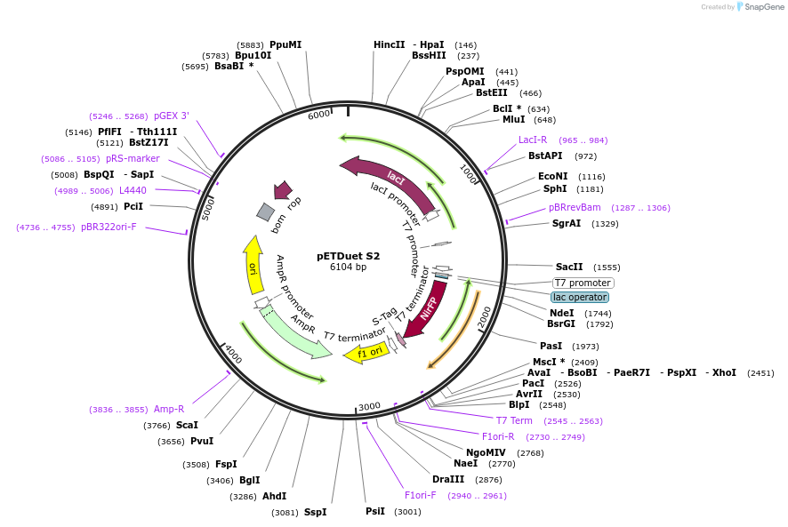171921-plasmid-map-sequence-id-343182