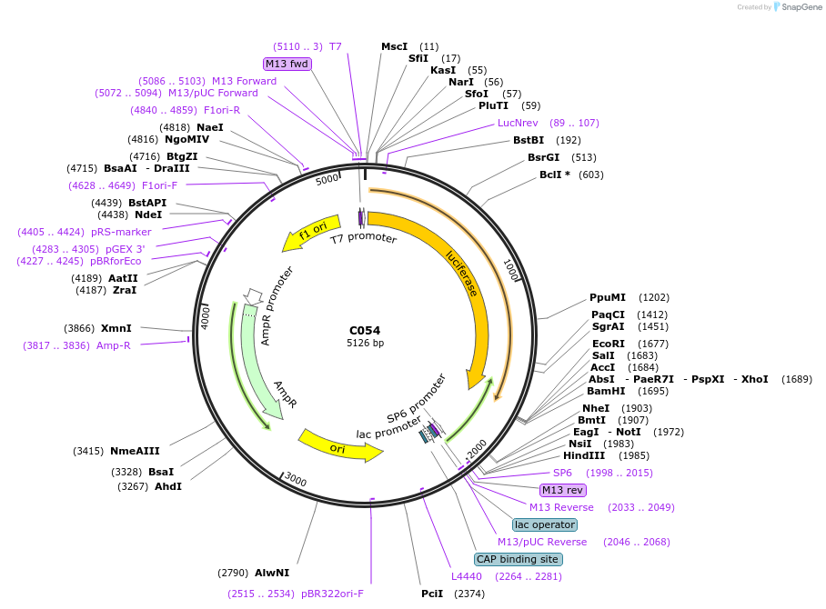 174342-plasmid-map-sequence-id-343183