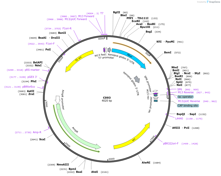 174344-plasmid-map-sequence-id-343188