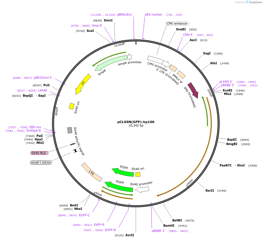 174734-plasmid-map-sequence-id-343213
