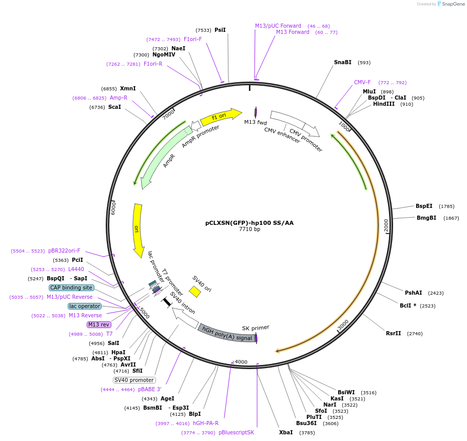 174735-plasmid-map-sequence-id-343215