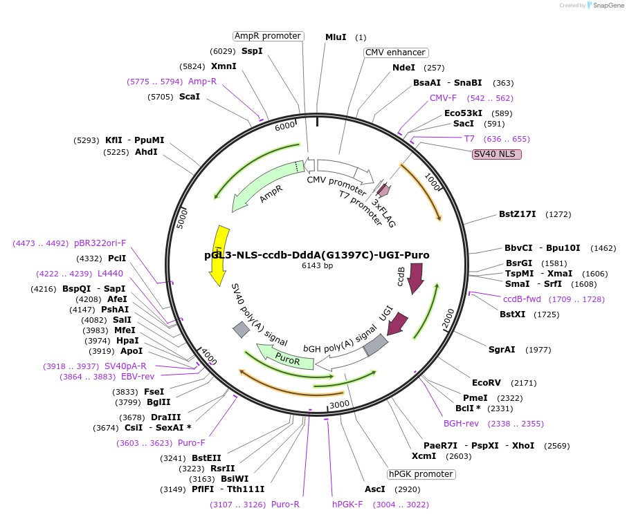 173234-plasmid-map-sequence-id-343235